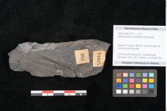 Foto (Objekt + Etikett) von Sphenophyllum schlotheimii Brongniart (NHMW-GEO-2024-0188-11015)